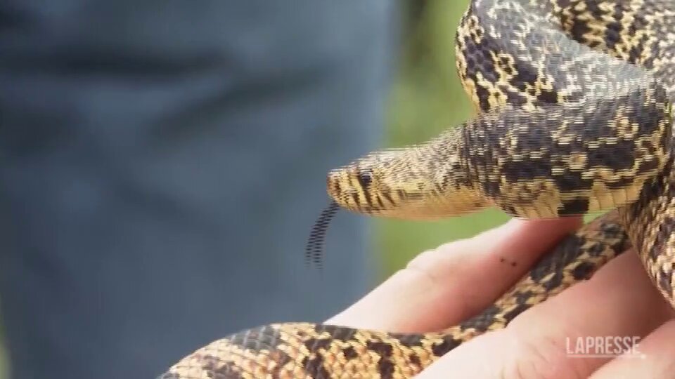 Serpenti toro della Louisiana rilasciati in natura