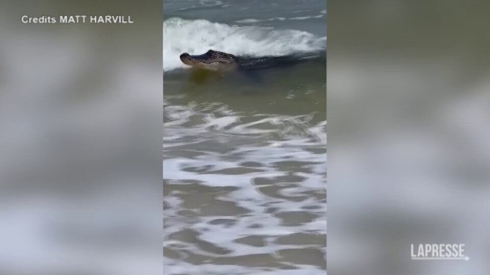 Usa, l'alligatore nuota sulla riva di una spiaggia in Alabama