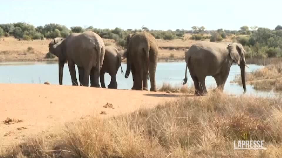 12 agosto, si celebra la Giornata Mondiale dell'elefante