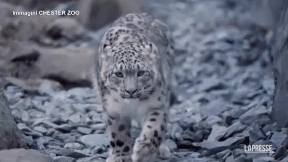 Regno Unito, allo zoo di Chester arrivano due leopardi delle nevi