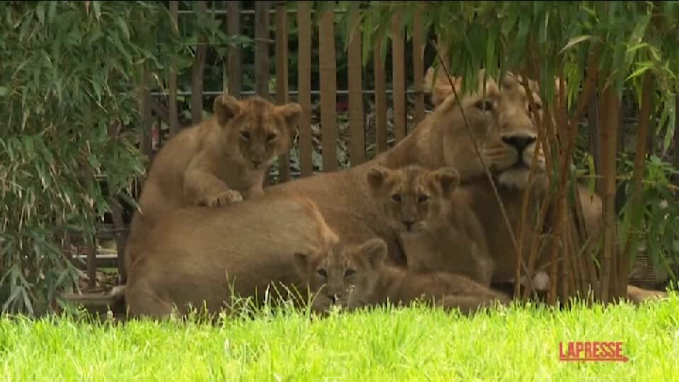 Germania, tre cuccioli di leone allo zoo di Colonia