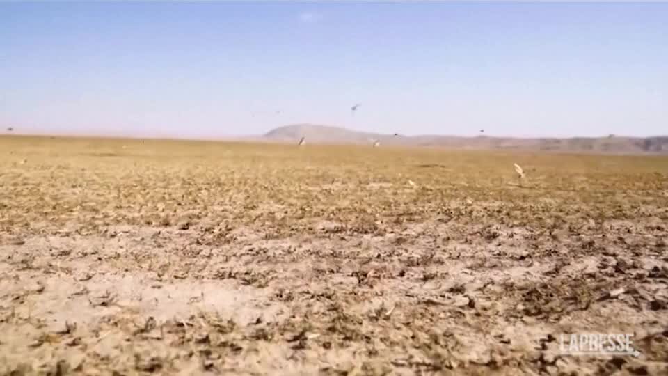 Afghanistan, epidemia di locuste nel nord del Paese
