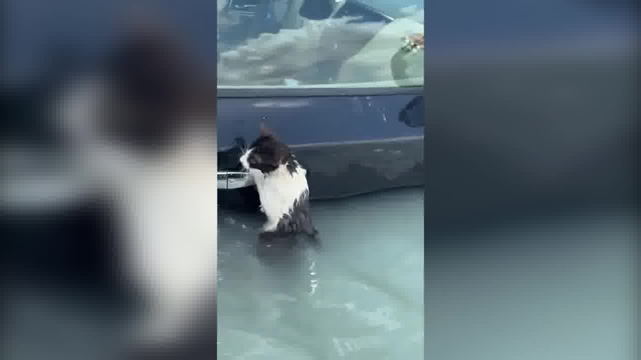 Dubai, il gatto si aggrappa all’auto: poi viene salvato dall'alluvione