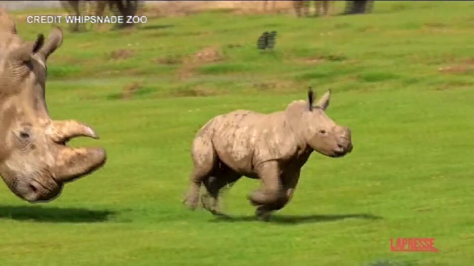 Regno Unito, rinoceronte bianco nato allo zoo di Whipsnade