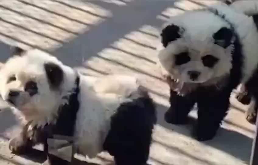 "Ecco due cuccioli di panda"... ma sono cani truccati: la truffa dello zoo