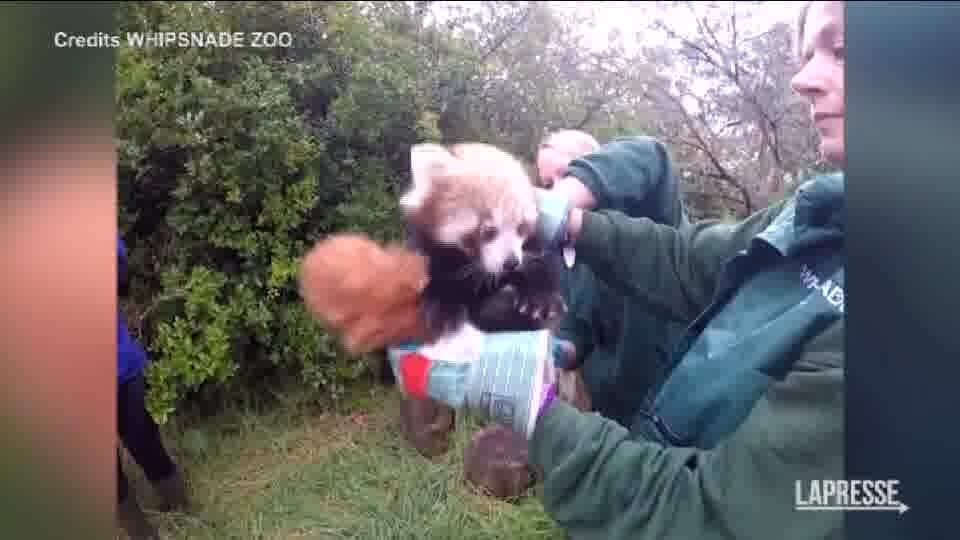 Regno Unito, la prima visita medica per due cuccioli di panda rosso
