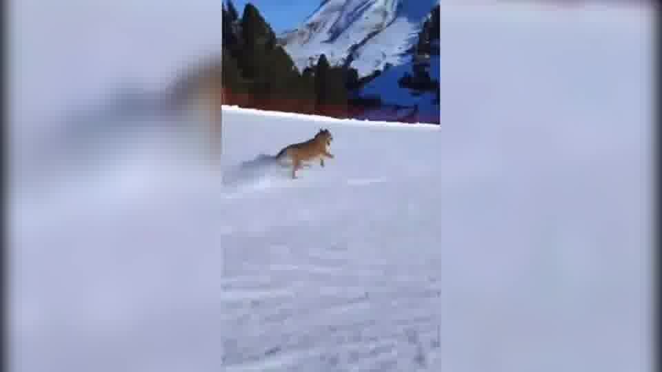 Lupo inseguito sulle piste da sci, l'animale finisce contro una rete: l'Enpa denuncia lo sciatore