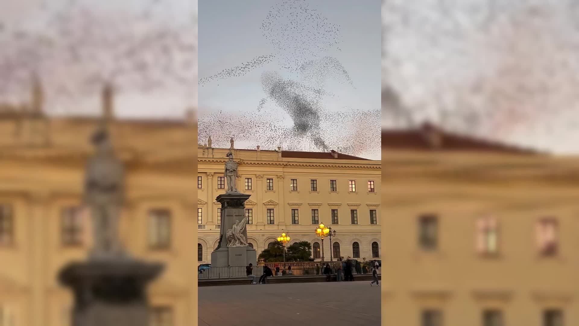 Sassari, la danza degli storni in piazza d'Italia fa il giro del mondo: milioni di visualizzazioni su Instagram