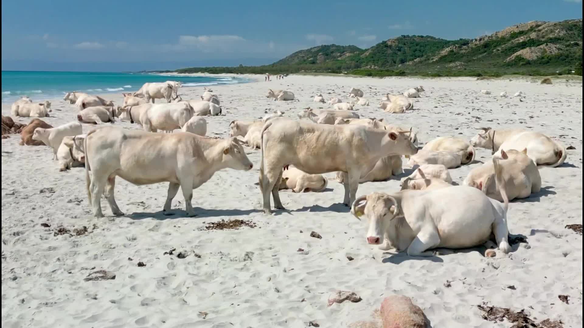 Nel paradiso di Berchida, le mucche bianche prendono il sole: la transumanza dà spettacolo