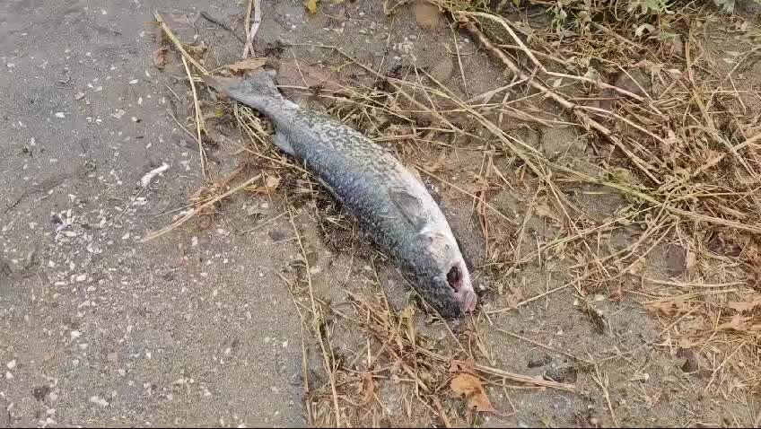 Arborea, moria di pesci nello stagno di S'Ena Arrubia