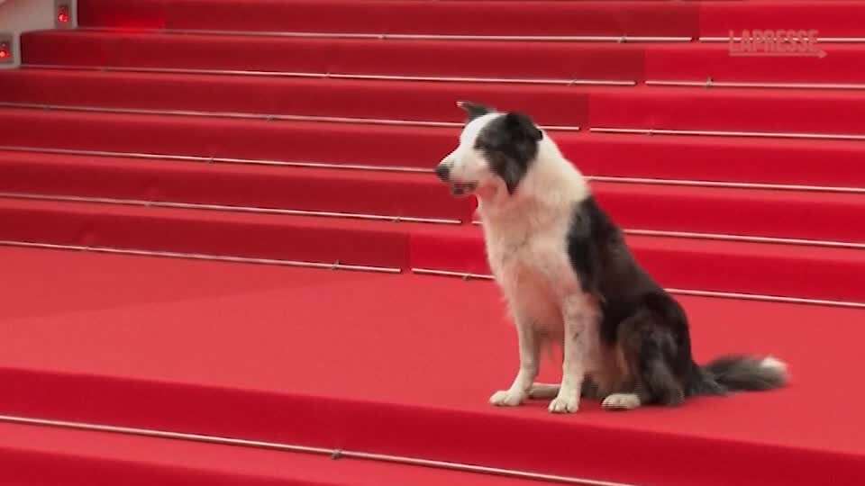 Cannes, il cane Messi star del red carpet