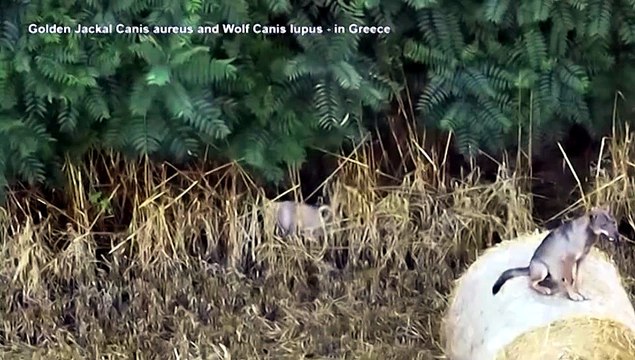 Grecia, cucciolo di cane adottato da un branco di lupi