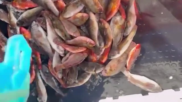 Pesci pappagallo invadono i fondali dell’Ogliastra, la segnalazione dei pescatori: «Ormai sono ovunque»