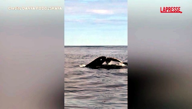 Russia, raro avvistamento di una megattera con il suo cucciolo nel Mare di Barents